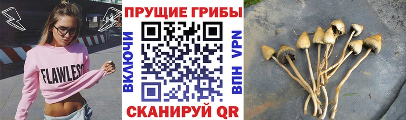 Псилоцибиновые грибы Magic Shrooms  купить закладку  Краснозаводск 